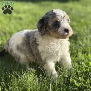 Peach, Mini Bernedoodle Puppy